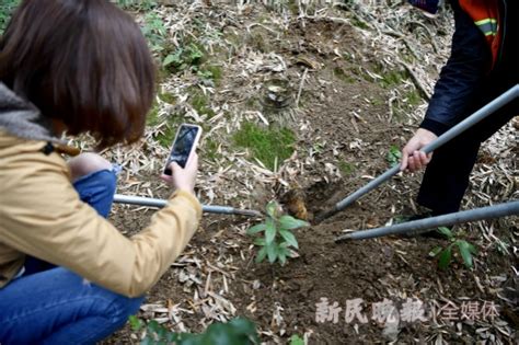 新民特写 | 佘山新笋出 愿做“山中客”_郊野_新民网