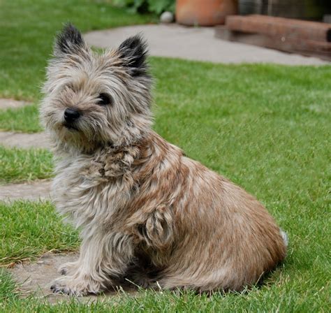Are Cairn Terriers Good Family Pets