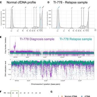 Electropherogram Interpretation 的图像结果