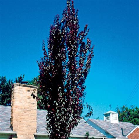 19.78-Gallon White Flowering Tree Crimson Pointe Flowering Plum In Pot ...