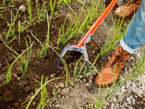 Sharpex Heavy Duty Hand Weeder for Gardening | European Harden ...