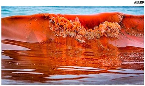 Dinoflagellates: Classification, Characteristics and Reproduction