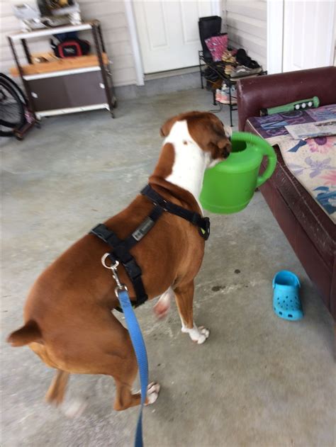 Pin by Melanie Peaslee Red Aspen on Boxers, I love them | Boxer love ...