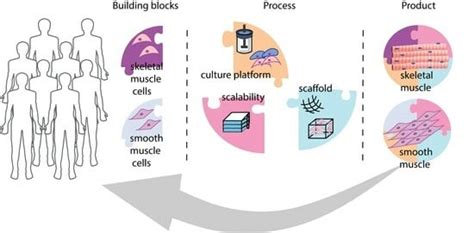 Bioprocessing Considerations towards the Manufacturing of Therapeutic ...
