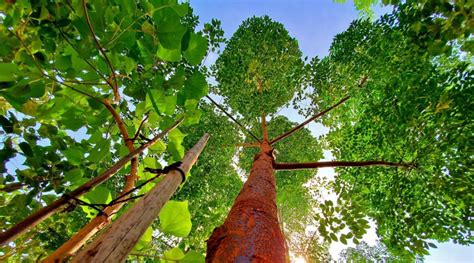 SayTrees: We Can Regrow Our Urban Forests | Nature inFocus