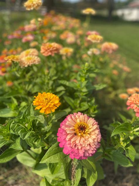 FAREWELL TO THE FLOWERS by EMPTY POCKETS RANCH , 5172 State Route 145 ...