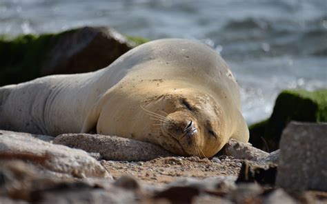 Mediterranean Monk Seal Endangered