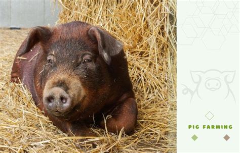 Duroc Pig Farming Guide: Raising this Valuable Meat-Improving Breed ...