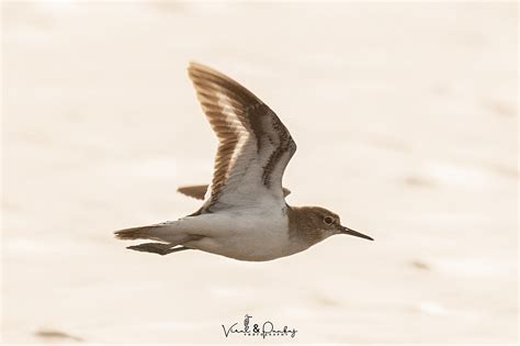 Common Sandpiper,સામાન્ય તુતવારી, નાની તુતવારી