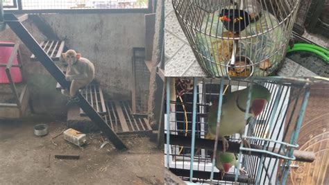 Pune: Parakeets, Hill Myna, Macaque Rescued From Yerawada Slum After ...