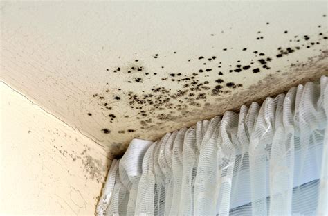 What is Mould? | Everything to Know About Mould: ACS Limited