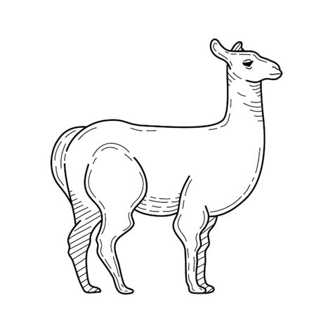 Hand gezeichnete Bleistiftillustration des Lamas. Bergtier ...