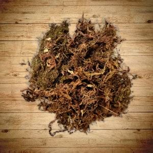 Bharat Vumi Sphagnum Moss Garden Mulch Price in India - Buy Bharat Vumi ...