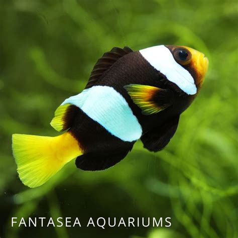 9 Popular Types of Clownfish For Your Reef Tank - Maryland Aquarium ...