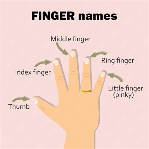 Premium Vector | Finger names