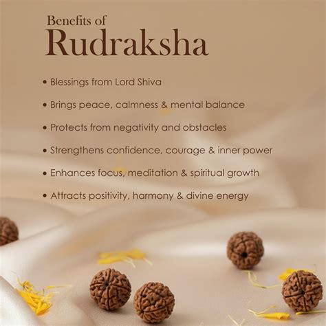 Shop Online Gold Plated Rudraksha Bracelet Combo | Satvikstore.in ...