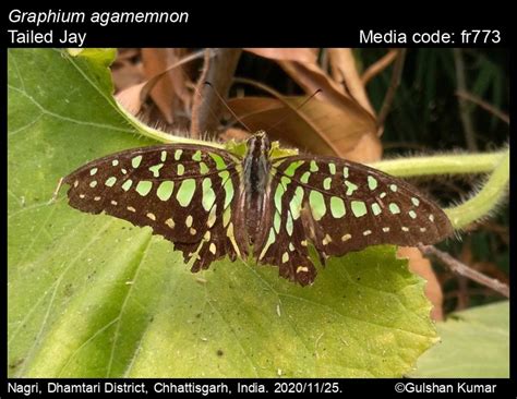 Graphium agamemnon | Butterfly