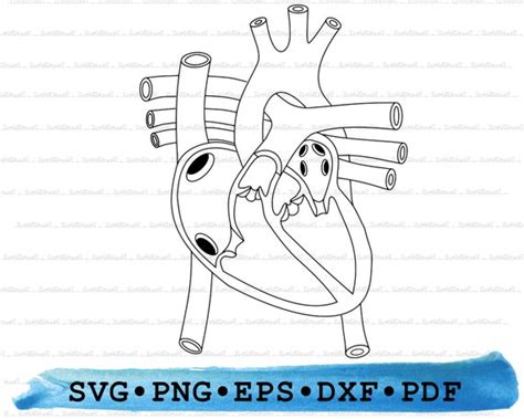 Heart Anatomy Svg Human Heart Silhouette Medical Science - Etsy India