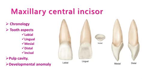 Maxillary central incisor | PPT