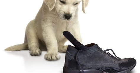 Impulse Control Exercises for Dogs 的图像结果