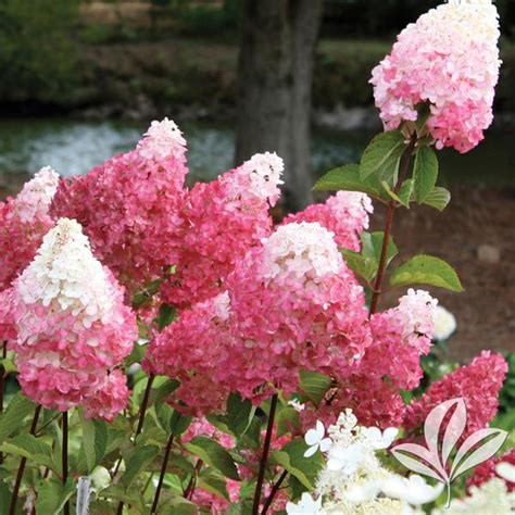 Hydrangea 'Vanilla Strawberry™' 3 Gallon - Cofer's Home & Garden