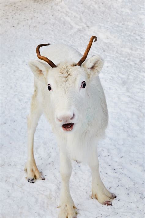 Photo story: winter adventures in northern Sweden | National Geographic