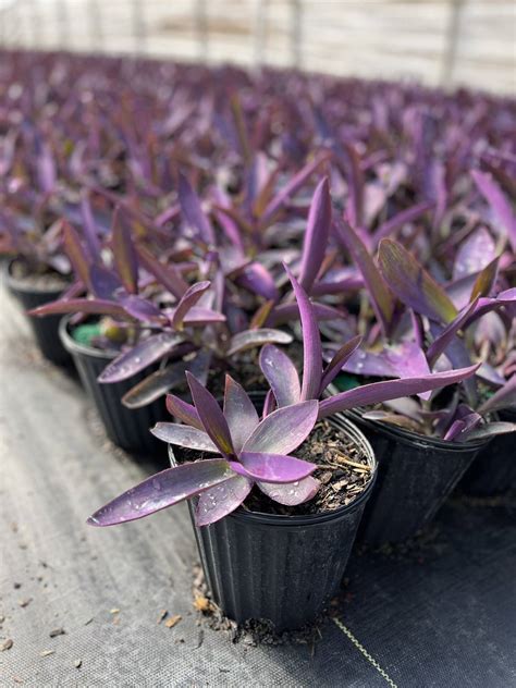 Setcreasea pallida | Creekside Nursery