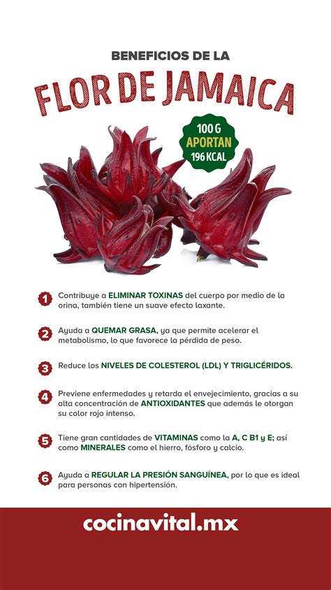 Flor De Jamaica: Por Qué Los Expertos Recomiendan Consumirla - NUXXL