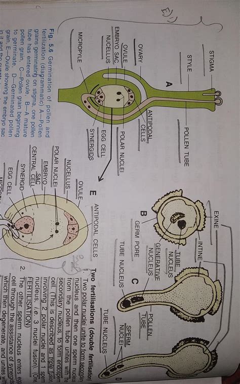 draw the diagram of showing germination of pollen on stigma label the ...
