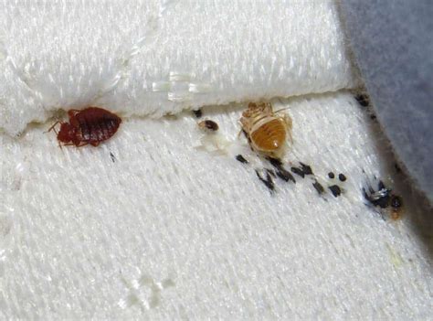 How To Tell If You Have Bed Bugs (Early Warning Signs)