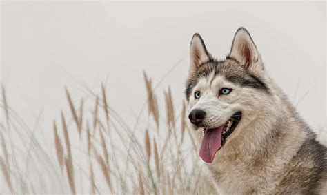 Light Brown Siberian Husky