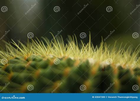 Cactus stock photo. Image of plant, order, ancient, succulents - 43047300