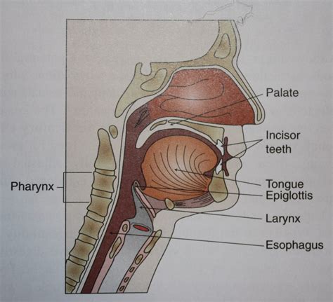 What Is The Oral Cavity And What Does It Contain at Cynthia Connor blog