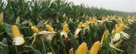 玉米什么时候成熟，玉米成熟识别方法 - 农敢网