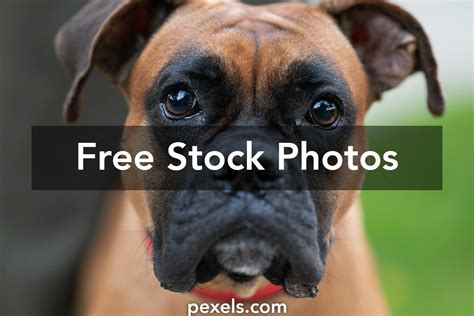 Boxer Portrait 的图像结果