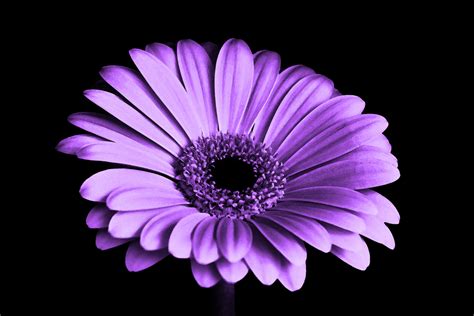 Free Images : black and white, flower, purple, petal, color, pink ...