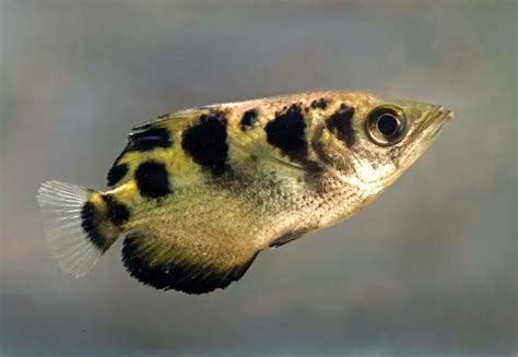 5 Smartest Fish in the World - Check the List Here!