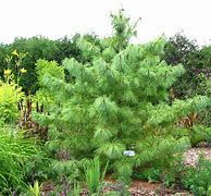 Image result for Korean Pine