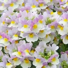 300 Samen Nemesia Strumosa Cape Jewels Beutel Nemesia Nemesia ...