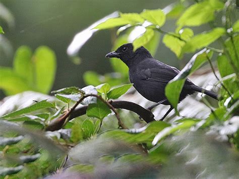 Fülleborn's Boubou - eBird
