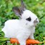 Image result for bunny eating carrot