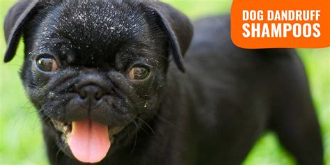 7 Best Dog Dandruff Shampoos – Buying Guides, Reviews & FAQ