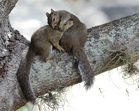 Distinguishing Female Vs. Male Squirrels: Physical Differences To Look For