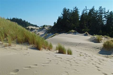 Free Images : landscape, coast, dune, shoreline, scenery, usa, trees ...