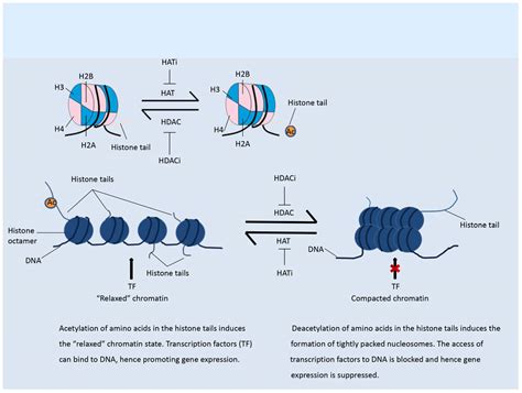 Enhancing the Anticancer Efficacy of Immunotherapy through Combination ...