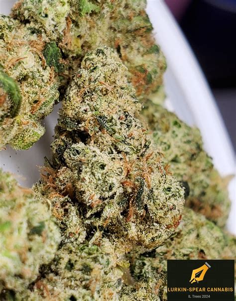 Sour Diesel (Chemdawg 91 x Super Skunk)- &Shine: nice deep diesel ...