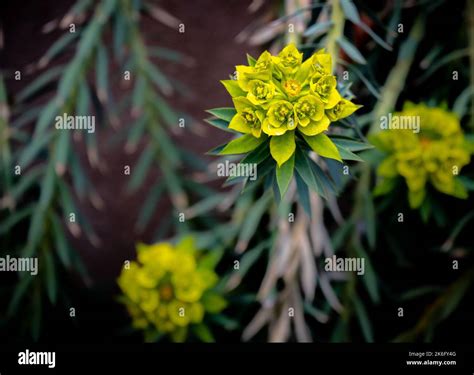 A top view closeup of Euphorbia rigida, Gopher Spurge flowering plant Stock Photo - Alamy
