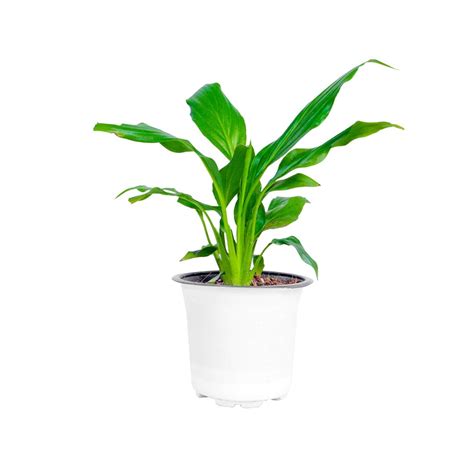 Buy Peace Lily Plant Online | Manbhawan Nursery