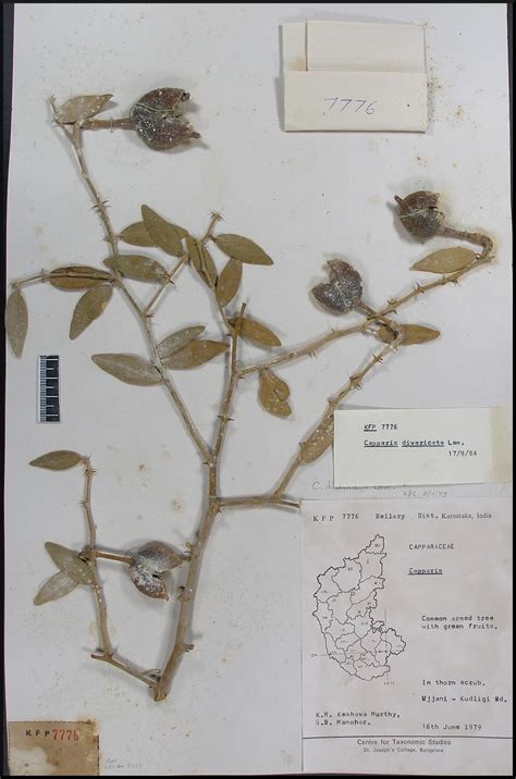 Herbarium JCB