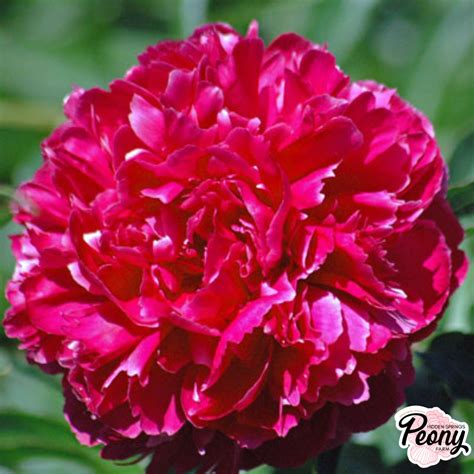Fern Leaf Peony (P. Tenuifolia) — Hidden Springs Peony Farm